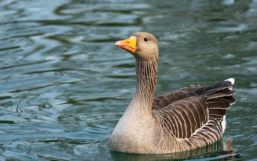 Cute Goose  from Chrome web store to be run with OffiDocs Chromium online