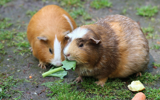 Cute Guinea Pigs Picnic  from Chrome web store to be run with OffiDocs Chromium online