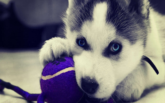 Cute husky puppy  from Chrome web store to be run with OffiDocs Chromium online