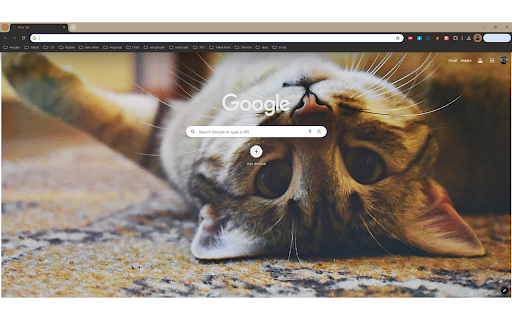 Cute kittens  from Chrome web store to be run with OffiDocs Chromium online