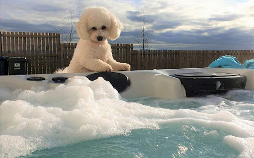 Cute landscape dog  from Chrome web store to be run with OffiDocs Chromium online