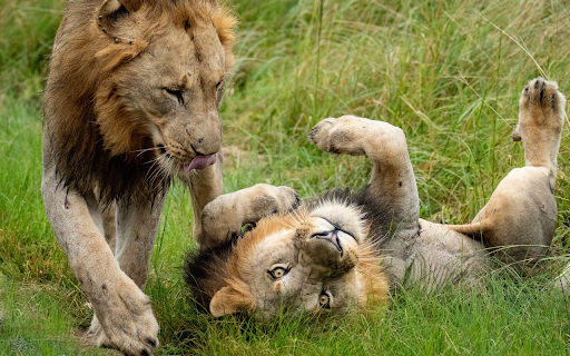 Cute Lions  from Chrome web store to be run with OffiDocs Chromium online