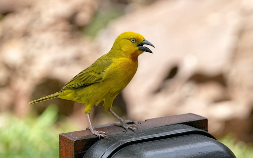 Cute little bird  from Chrome web store to be run with OffiDocs Chromium online