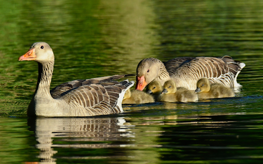 Cute little geese  from Chrome web store to be run with OffiDocs Chromium online