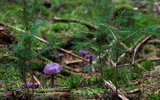 Cute little purple mushrooms  from Chrome web store to be run with OffiDocs Chromium online