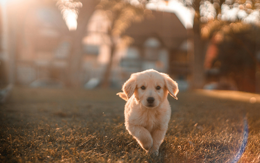 Cute little white dog from Chrome web store to be run with OffiDocs Chromium online Cute little white dog from Chrome web store to be run with OffiDocs Chromium online