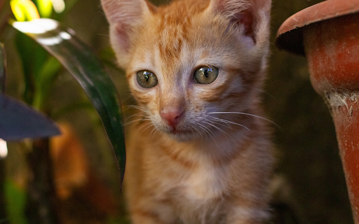 Cute little yellow cat  from Chrome web store to be run with OffiDocs Chromium online
