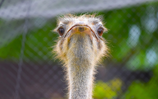 Cute Ostrich  from Chrome web store to be run with OffiDocs Chromium online
