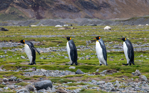 cute penguin  from Chrome web store to be run with OffiDocs Chromium online