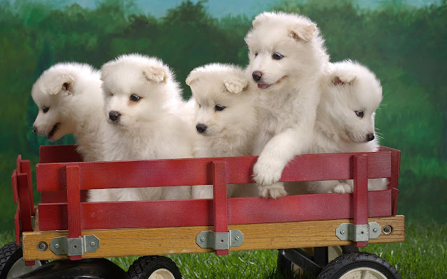 Cute Pet  from Chrome web store to be run with OffiDocs Chromium online