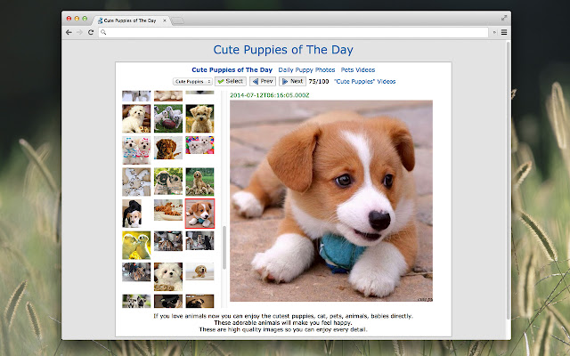 Cute Puppies of The Day  from Chrome web store to be run with OffiDocs Chromium online