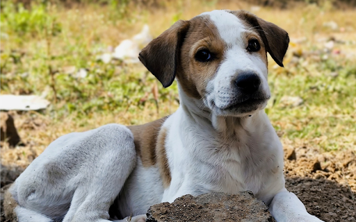 Cute Puppy  from Chrome web store to be run with OffiDocs Chromium online