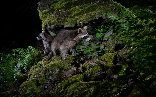 Cute Raccoon  from Chrome web store to be run with OffiDocs Chromium online