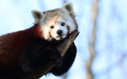 Cute Red Panda  from Chrome web store to be run with OffiDocs Chromium online
