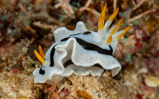Cute sea snail  from Chrome web store to be run with OffiDocs Chromium online