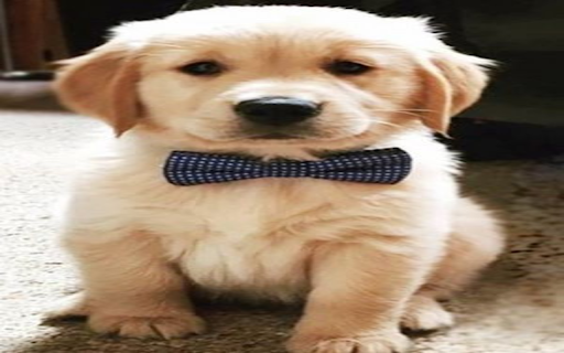 Cute small dog wallpaper  from Chrome web store to be run with OffiDocs Chromium online