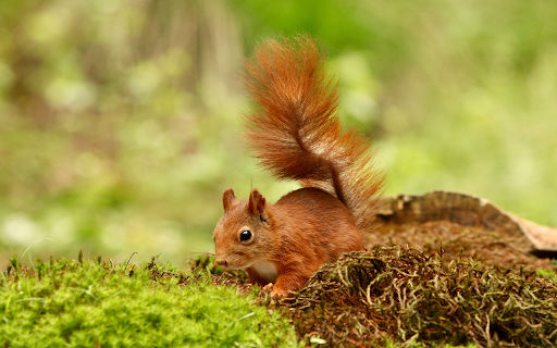 cute squirrel looking food forest  from Chrome web store to be run with OffiDocs Chromium online