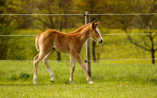 Cute Sweet Horse  from Chrome web store to be run with OffiDocs Chromium online