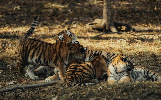 cute tiger cubs  from Chrome web store to be run with OffiDocs Chromium online