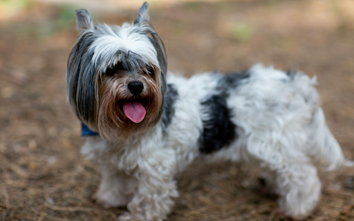 Cute Yorkshire Terrier Dog Outdoors  from Chrome web store to be run with OffiDocs Chromium online