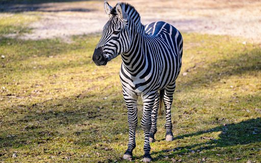 Cute Zebra  from Chrome web store to be run with OffiDocs Chromium online
