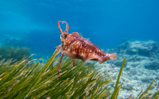 Cuttlefish  from Chrome web store to be run with OffiDocs Chromium online
