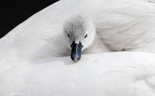 Cygnet swan  from Chrome web store to be run with OffiDocs Chromium online