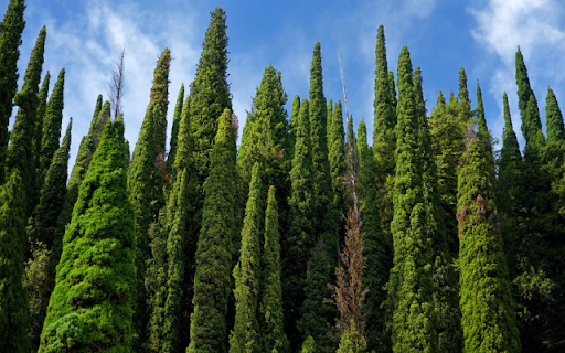 Cypress  from Chrome web store to be run with OffiDocs Chromium online