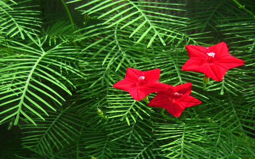 Cypress Flower Wallpaper  from Chrome web store to be run with OffiDocs Chromium online
