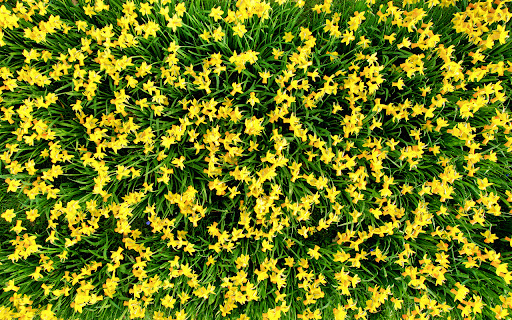 Daffodil  from Chrome web store to be run with OffiDocs Chromium online