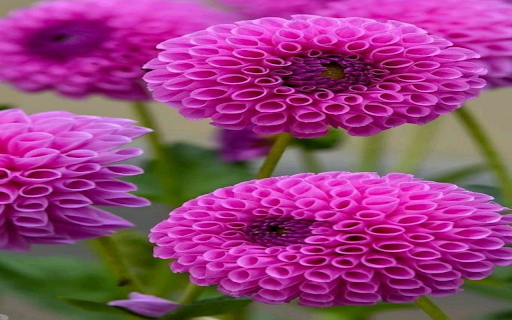 dahlia chrysanthemum flowers wallpaper  from Chrome web store to be run with OffiDocs Chromium online