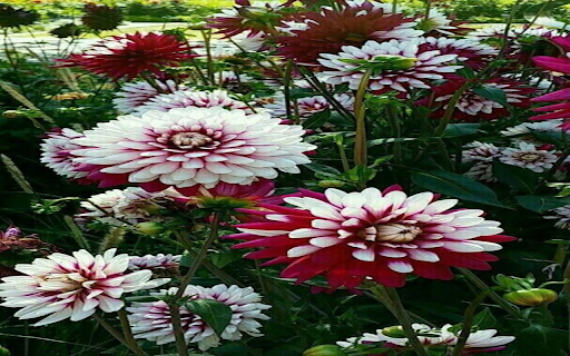 Dahlia flower garden wallpaper  from Chrome web store to be run with OffiDocs Chromium online