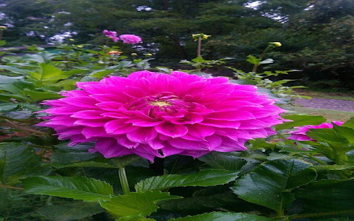 dahlia flower wallpaper  from Chrome web store to be run with OffiDocs Chromium online