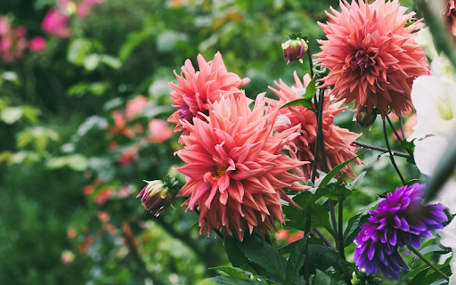 Dahlia Garden  from Chrome web store to be run with OffiDocs Chromium online