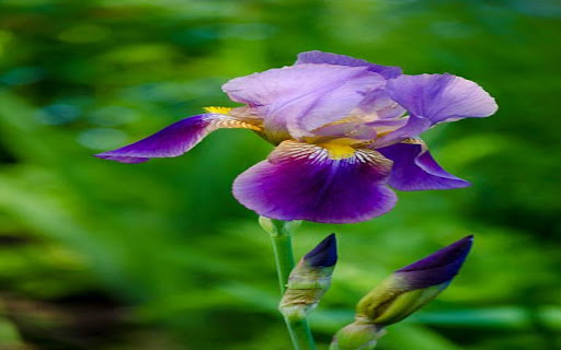 dahlia wallpaper  from Chrome web store to be run with OffiDocs Chromium online