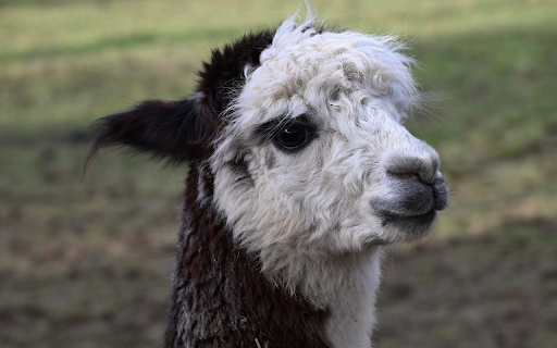 Dairy alpaca  from Chrome web store to be run with OffiDocs Chromium online