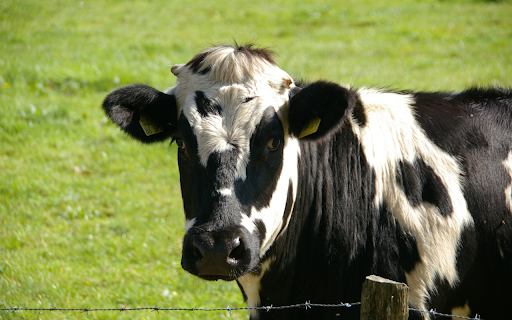 Dairy cow on the meadow  from Chrome web store to be run with OffiDocs Chromium online