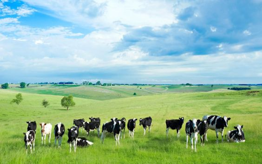Dairy cow on the prairie wallpaper  from Chrome web store to be run with OffiDocs Chromium online