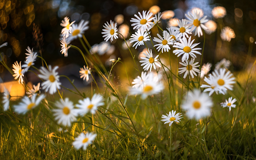 Daisies  from Chrome web store to be run with OffiDocs Chromium online