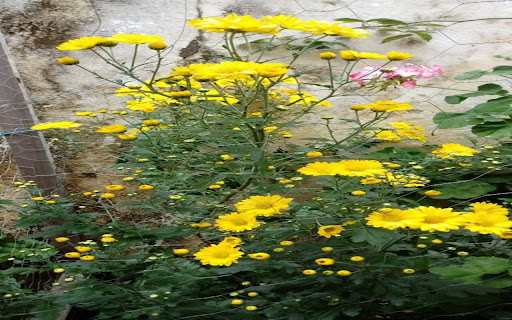 daisy bush wallpaper  from Chrome web store to be run with OffiDocs Chromium online