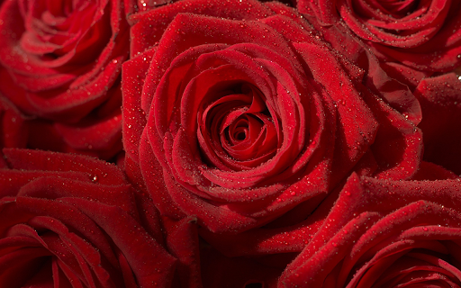 daisy red roses  from Chrome web store to be run with OffiDocs Chromium online