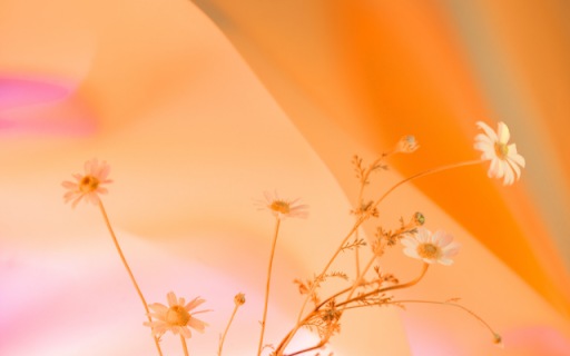 Daisy Under the Sunset Theme  from Chrome web store to be run with OffiDocs Chromium online