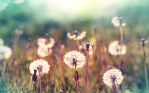 Dandelion at Sunset Theme  from Chrome web store to be run with OffiDocs Chromium online