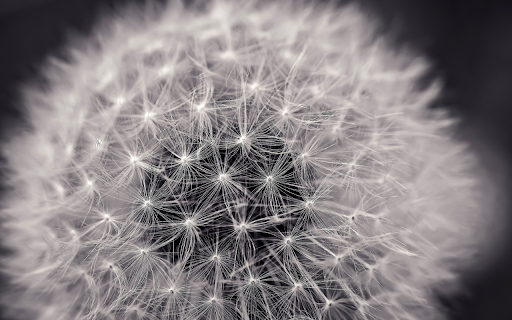 Dandelion flower  from Chrome web store to be run with OffiDocs Chromium online