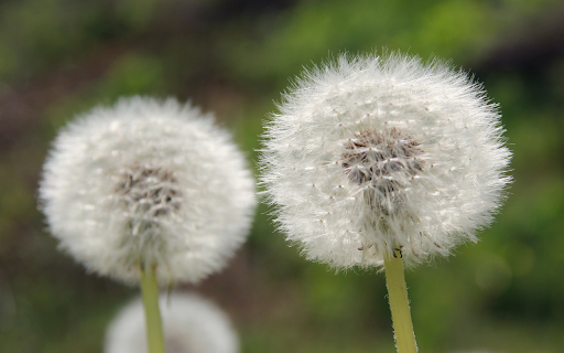 Dandelion Flowers  from Chrome web store to be run with OffiDocs Chromium online