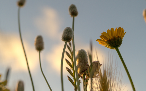 Dandelion Flowers at Sunset  from Chrome web store to be run with OffiDocs Chromium online