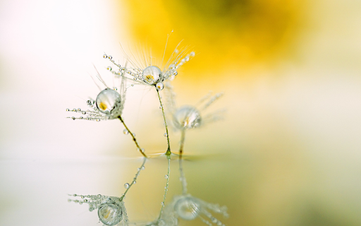dandelion flowers condensing water  from Chrome web store to be run with OffiDocs Chromium online