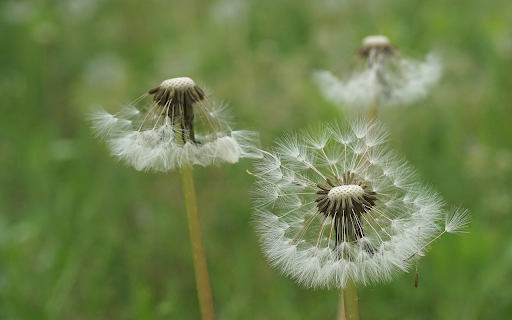 Dandelion in the wind  from Chrome web store to be run with OffiDocs Chromium online