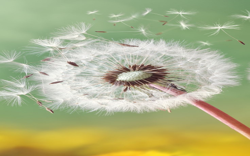 Dandelion in the wind wallpaper  from Chrome web store to be run with OffiDocs Chromium online