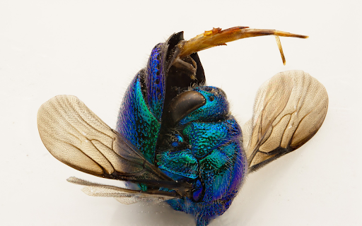 Dark Blue Bee  from Chrome web store to be run with OffiDocs Chromium online